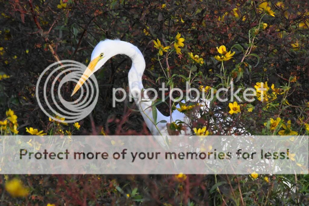 IMAGE: http://i512.photobucket.com/albums/t322/BogiePutt/Egret11112012059.jpg