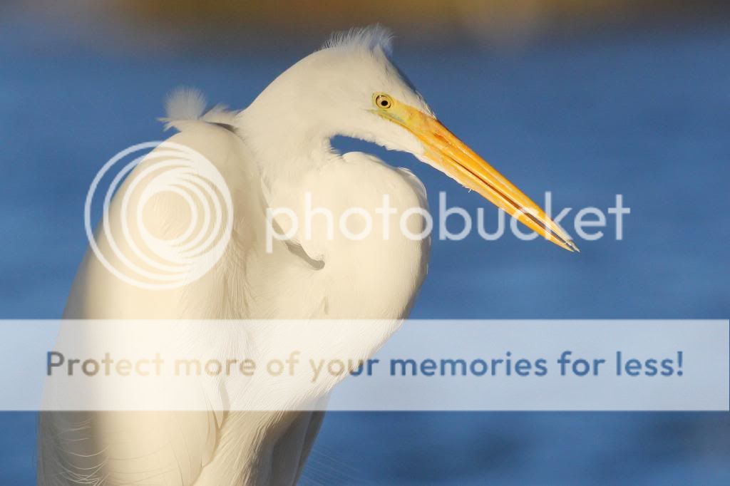 IMAGE: http://i512.photobucket.com/albums/t322/BogiePutt/Egret12292012235_zps769636ab.jpg