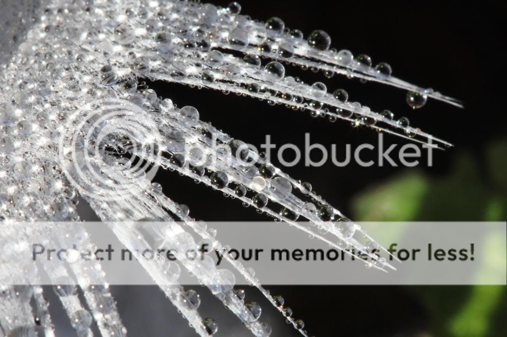 IMAGE: http://i512.photobucket.com/albums/t322/BogiePutt/Feather11072012052.jpg