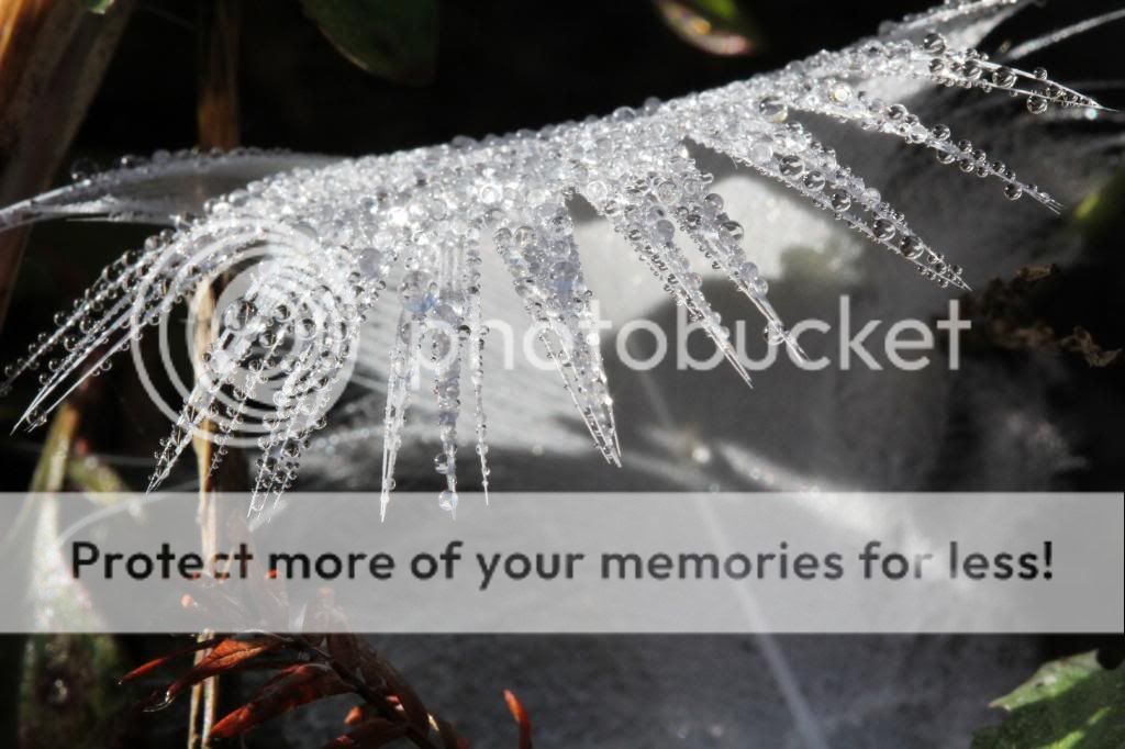 IMAGE: http://i512.photobucket.com/albums/t322/BogiePutt/Feather11072012055.jpg