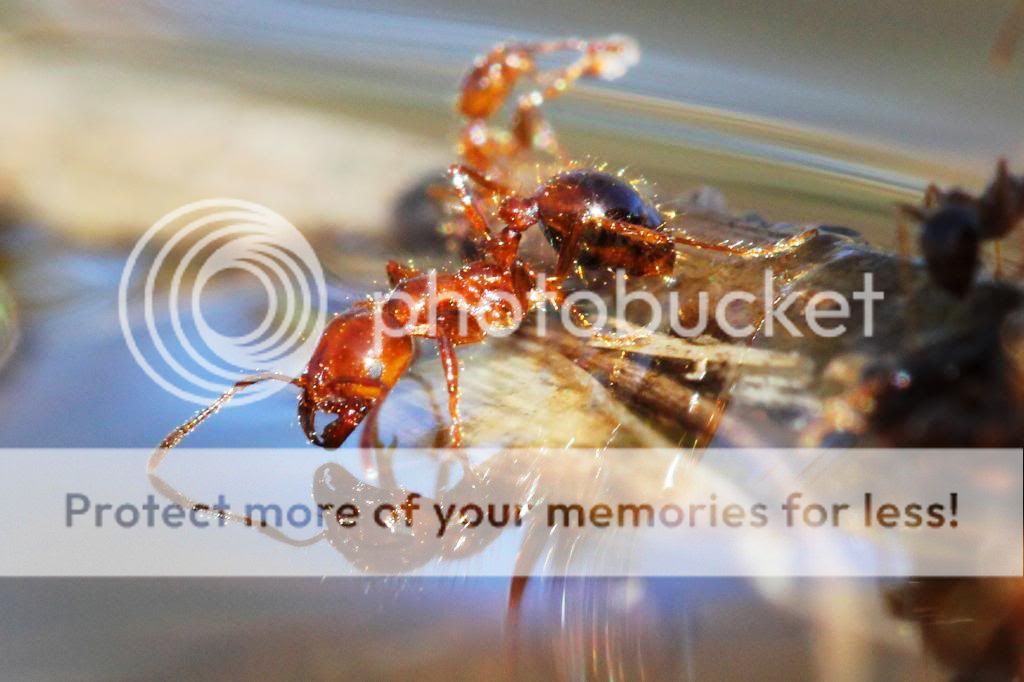 IMAGE: http://i512.photobucket.com/albums/t322/BogiePutt/Fire%20Ants/Ant01112013059_zps8f35f915.jpg