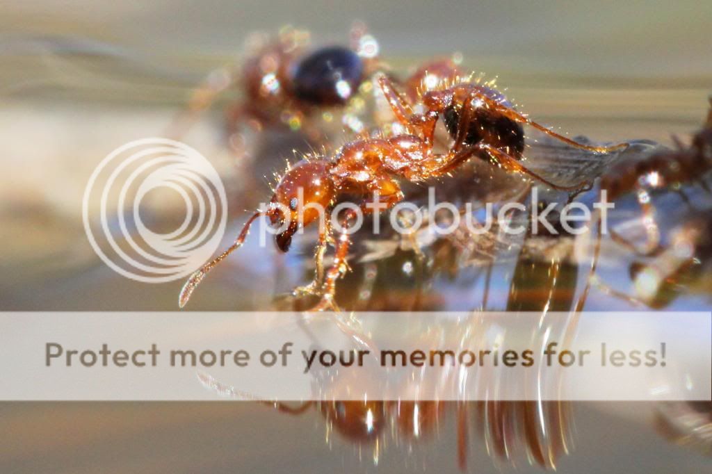 IMAGE: http://i512.photobucket.com/albums/t322/BogiePutt/Fire%20Ants/Ant01112013073_zps9c2e92cd.jpg