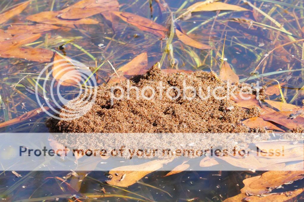 IMAGE: http://i512.photobucket.com/albums/t322/BogiePutt/Fire%20Ants/Ant01112013076_zpsdb2ab68a.jpg