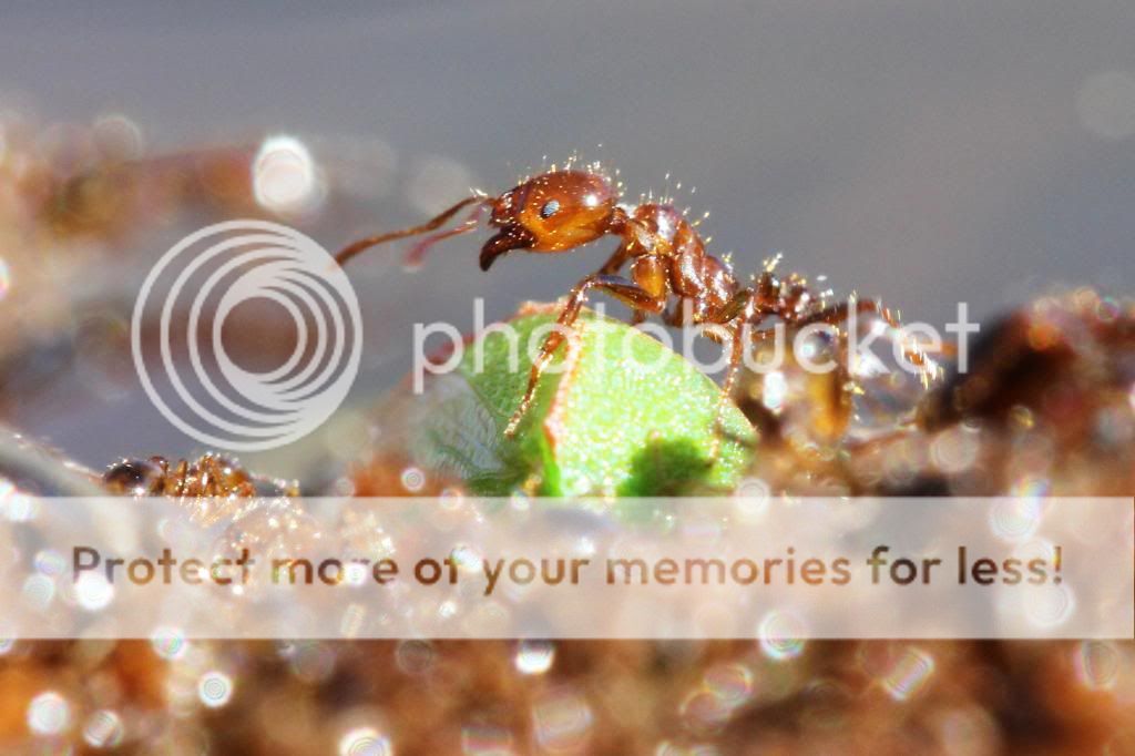 IMAGE: http://i512.photobucket.com/albums/t322/BogiePutt/Fire%20Ants/Ant01112013105_zps77e95e3a.jpg