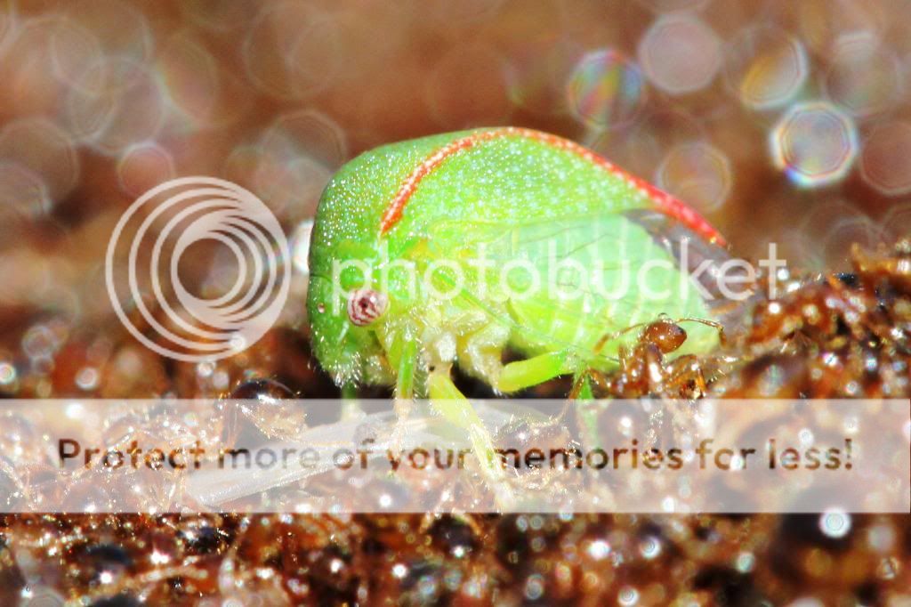 IMAGE: http://i512.photobucket.com/albums/t322/BogiePutt/Fire%20Ants/Ant01112013180_zpsd5d1c238.jpg