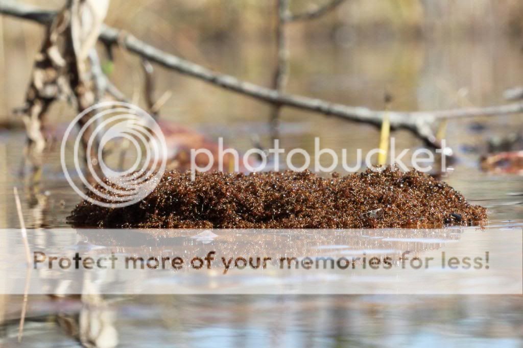 IMAGE: http://i512.photobucket.com/albums/t322/BogiePutt/Fire%20Ants/Ant01112013211_zpsc93ade11.jpg