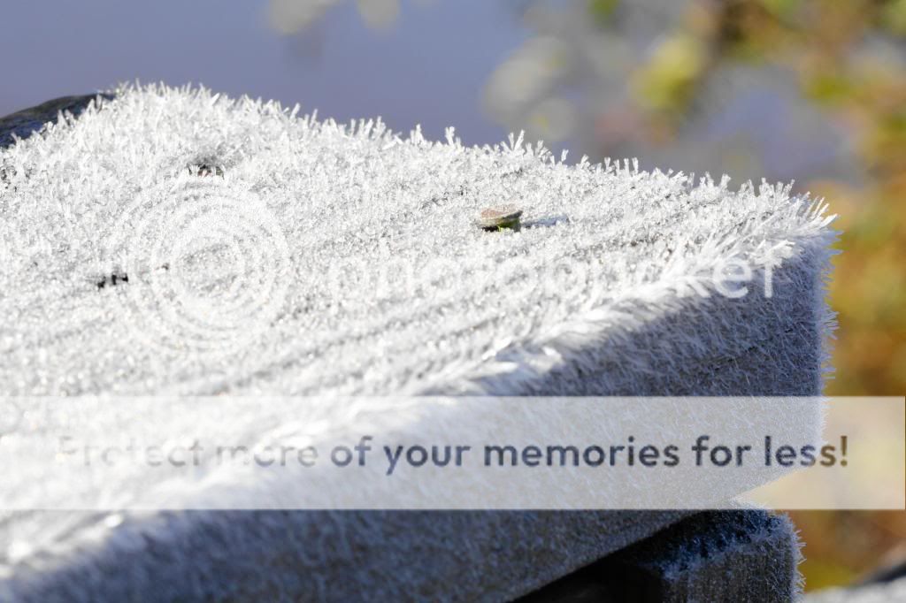 IMAGE: http://i512.photobucket.com/albums/t322/BogiePutt/Frost12112013374_zps89c70583.jpg