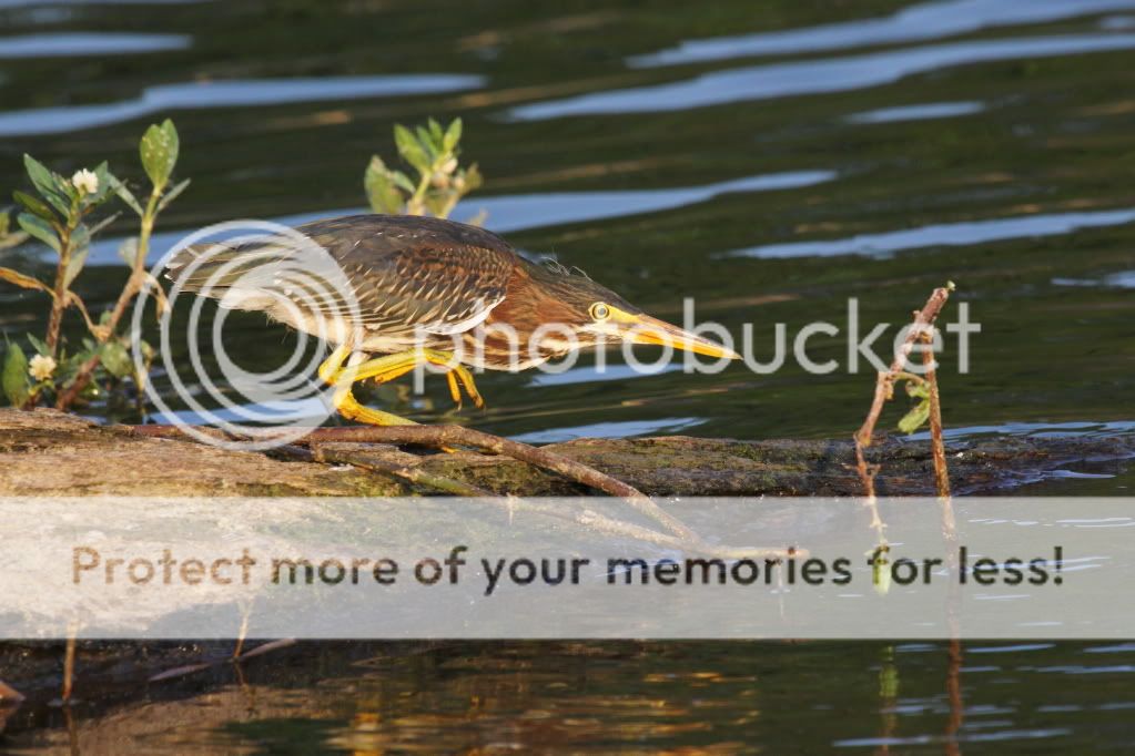 IMAGE: http://i512.photobucket.com/albums/t322/BogiePutt/G06302012094.jpg