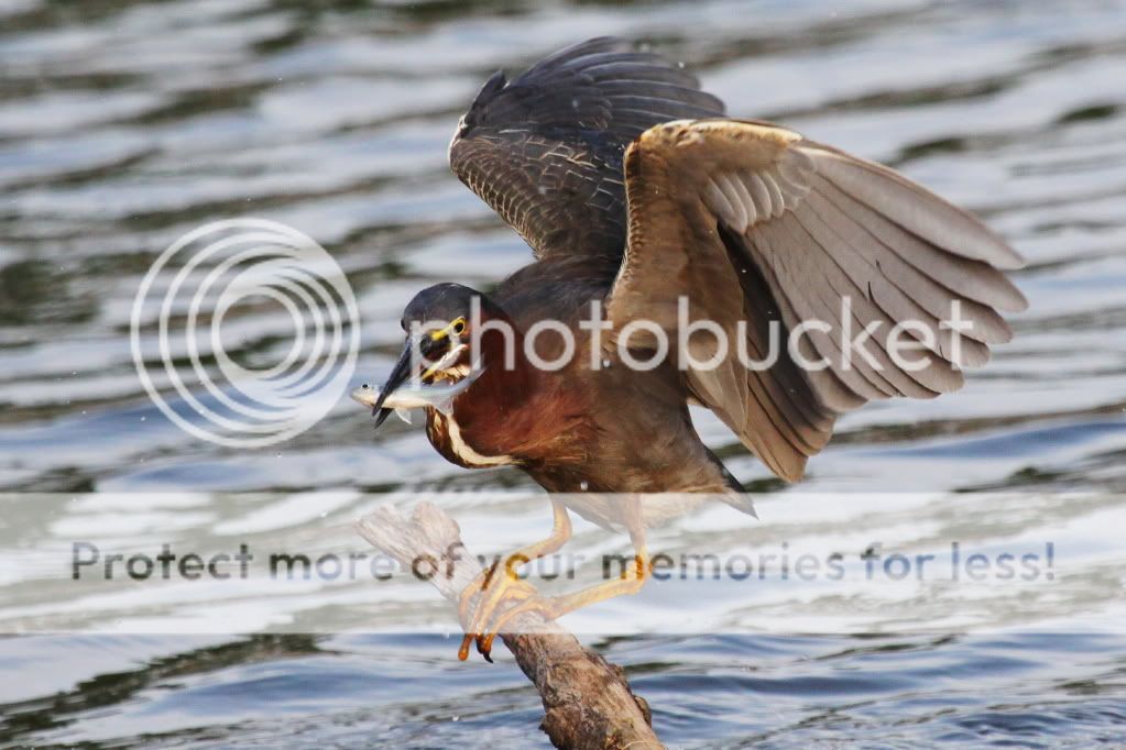 IMAGE: http://i512.photobucket.com/albums/t322/BogiePutt/G07012012046.jpg