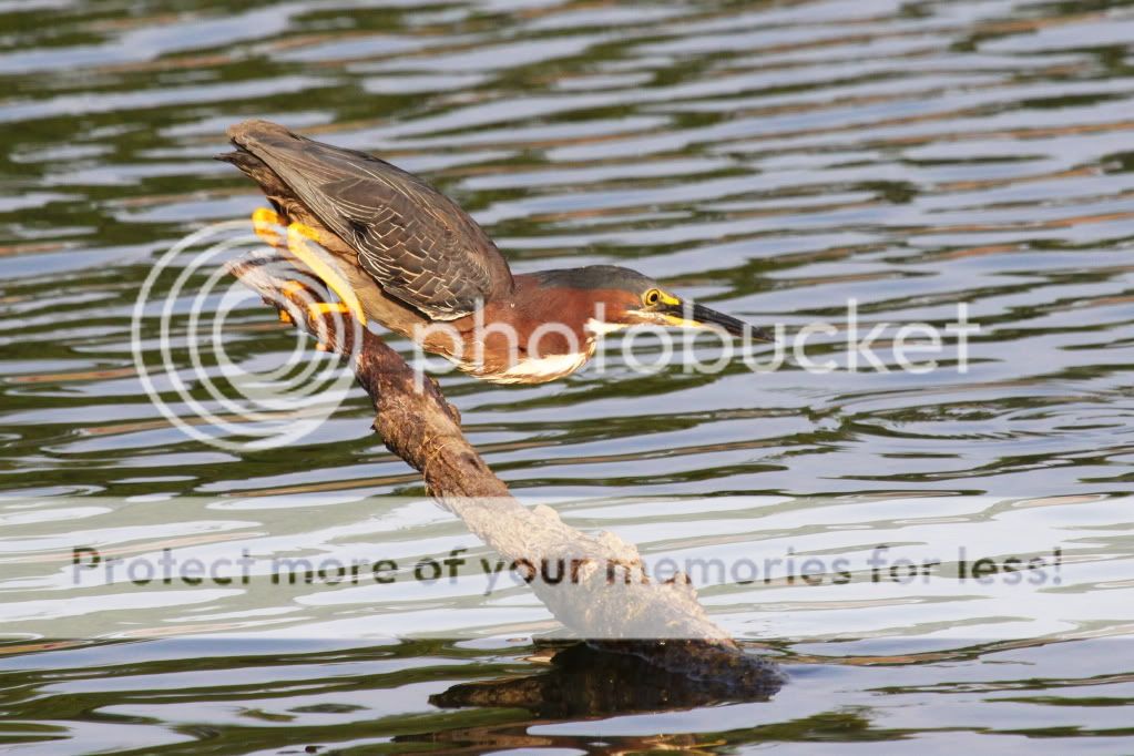 IMAGE: http://i512.photobucket.com/albums/t322/BogiePutt/G07012012108.jpg