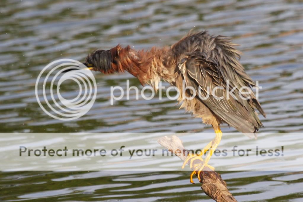 IMAGE: http://i512.photobucket.com/albums/t322/BogiePutt/G070120121201.jpg