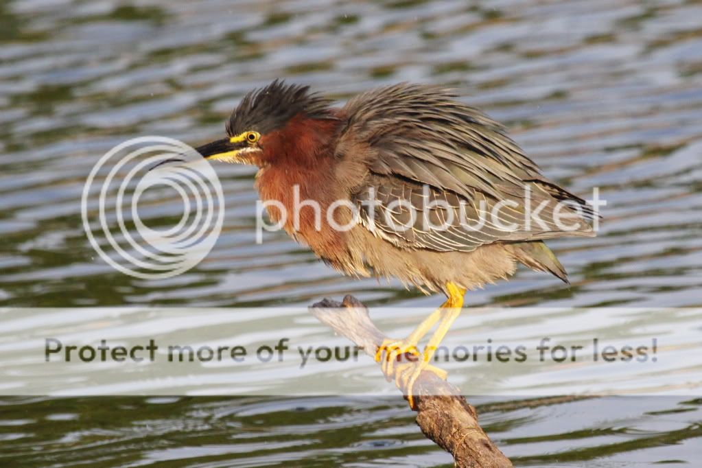 IMAGE: http://i512.photobucket.com/albums/t322/BogiePutt/G070120121221.jpg