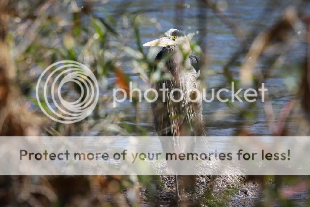 IMAGE: http://i512.photobucket.com/albums/t322/BogiePutt/GBH02072014089_zpsdc86de97.jpg