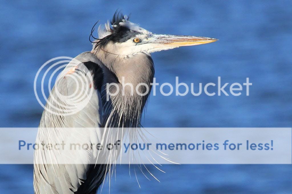 IMAGE: http://i512.photobucket.com/albums/t322/BogiePutt/GBH12292012173_zpscfc7d925.jpg