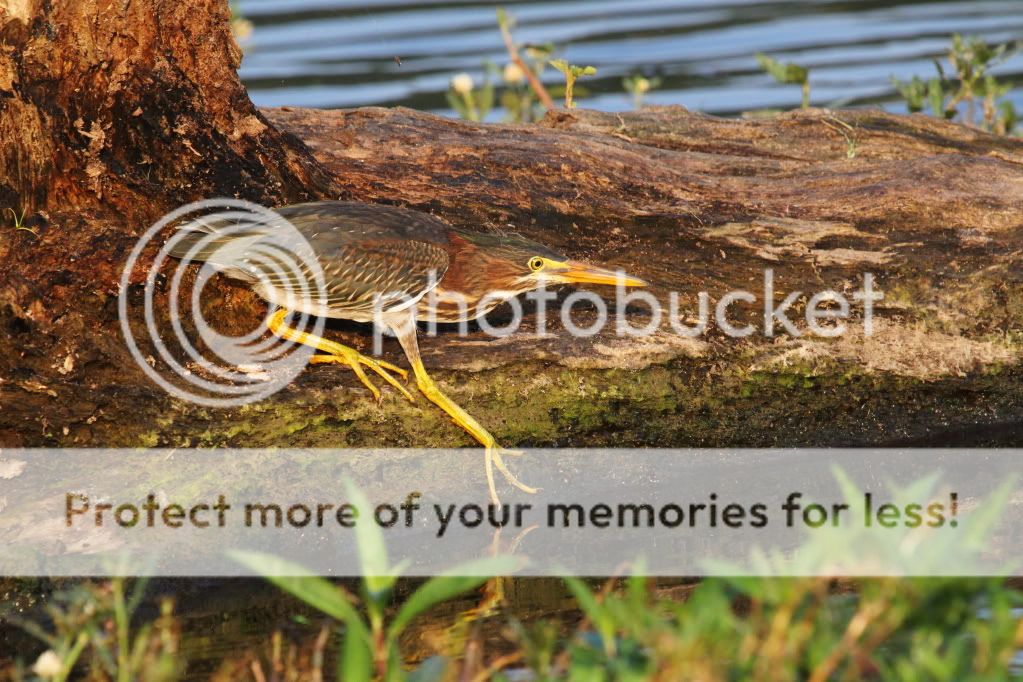 IMAGE: http://i512.photobucket.com/albums/t322/BogiePutt/GH06302012084.jpg