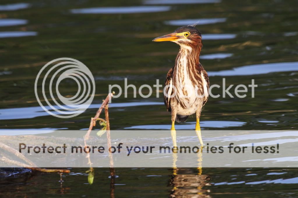 IMAGE: http://i512.photobucket.com/albums/t322/BogiePutt/GH06302012107.jpg