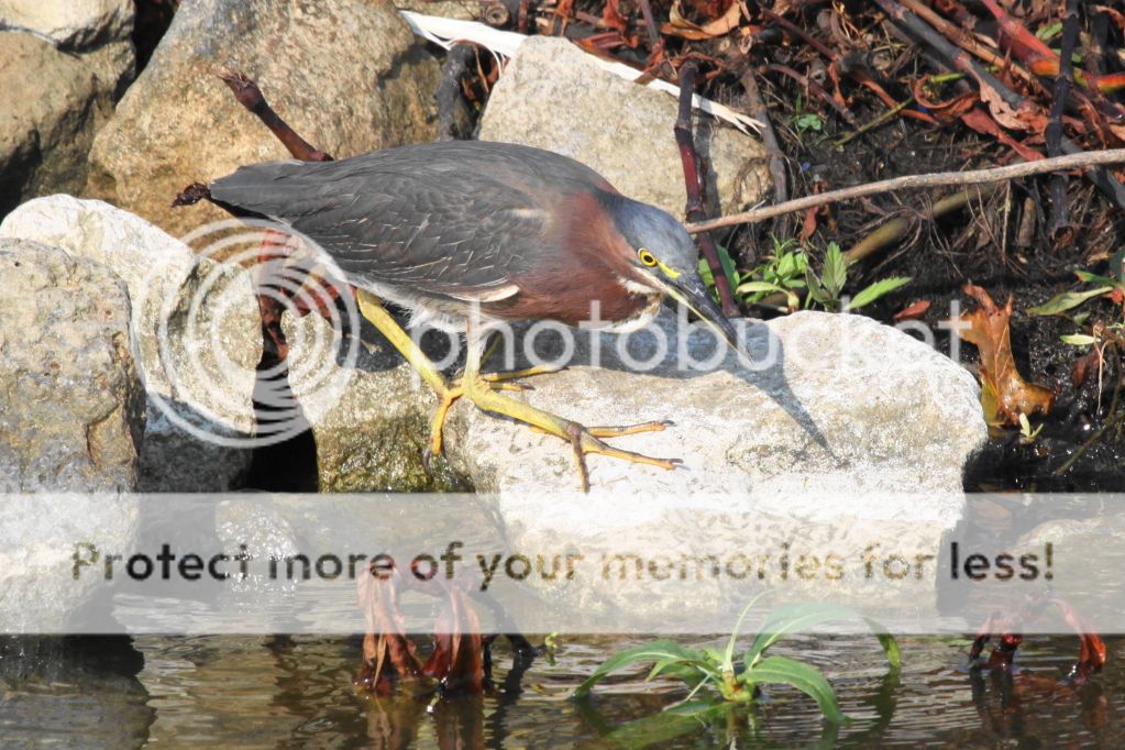 IMAGE: http://i512.photobucket.com/albums/t322/BogiePutt/GH08102012108.jpg