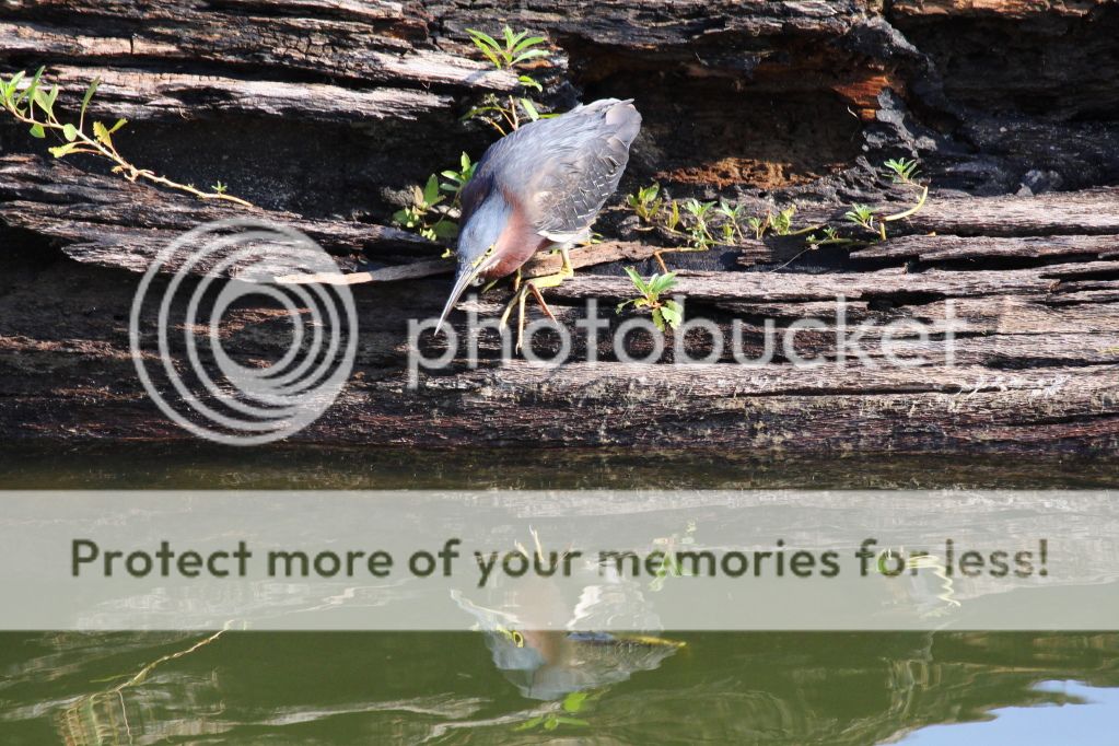 IMAGE: http://i512.photobucket.com/albums/t322/BogiePutt/GH08102012136-1.jpg