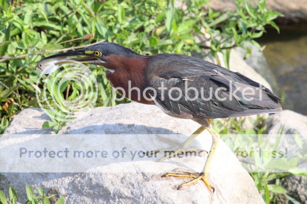 IMAGE: http://i512.photobucket.com/albums/t322/BogiePutt/GH08102012143.jpg