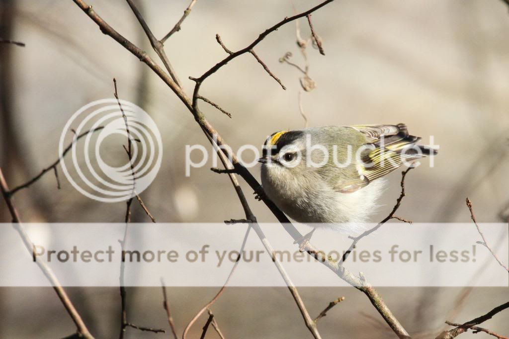 IMAGE: http://i512.photobucket.com/albums/t322/BogiePutt/GoldencrownedKinglet020720140151_zpsa0ede11c.jpg
