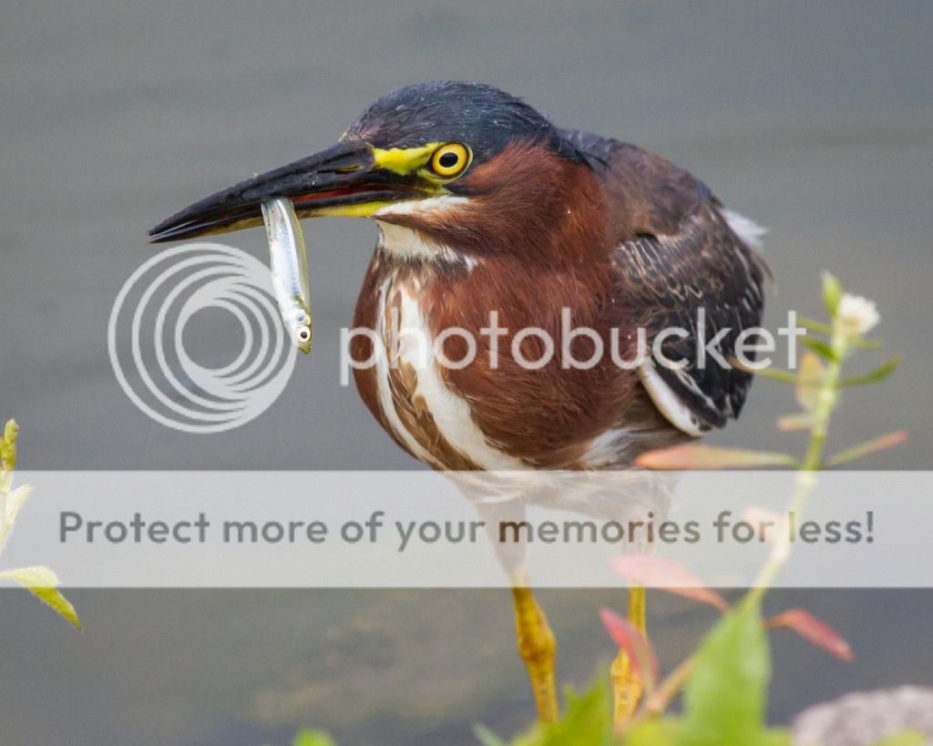 IMAGE: http://i512.photobucket.com/albums/t322/BogiePutt/GreenHeron07242014-204_zps361be0fb.jpg