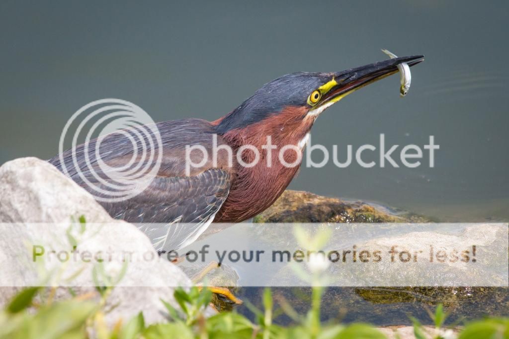 IMAGE: http://i512.photobucket.com/albums/t322/BogiePutt/GreenHeron07242014-222_zps576ba000.jpg