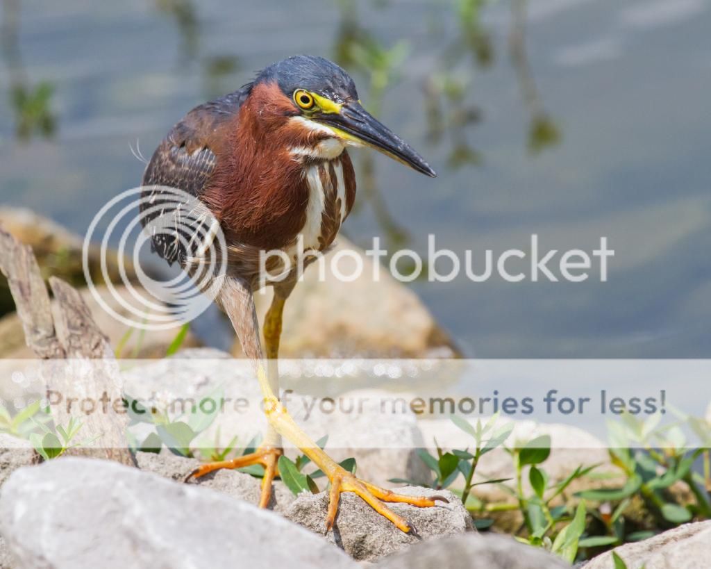 IMAGE: http://i512.photobucket.com/albums/t322/BogiePutt/GreenHeron07242014-238_zps43cff400.jpg