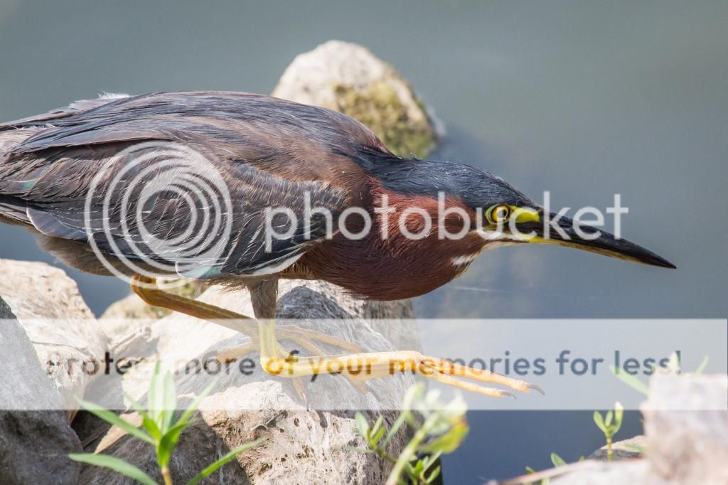 IMAGE: http://i512.photobucket.com/albums/t322/BogiePutt/GreenHeron07242014-284_zpsabfb92e8.jpg