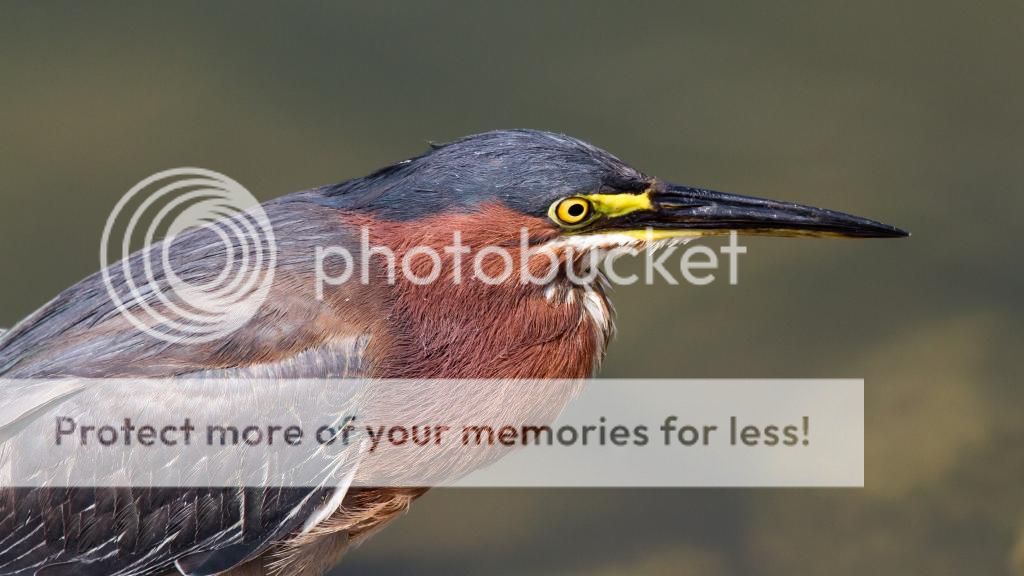 IMAGE: http://i512.photobucket.com/albums/t322/BogiePutt/GreenHeron07242014-299_zps0edaa27c.jpg