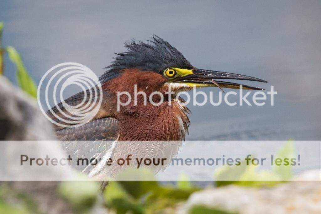 IMAGE: http://i512.photobucket.com/albums/t322/BogiePutt/GreenHeron07242014-311_zps5918e58d.jpg