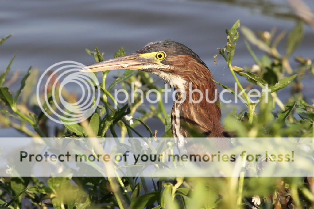 IMAGE: http://i512.photobucket.com/albums/t322/BogiePutt/Greenie06252012148.jpg