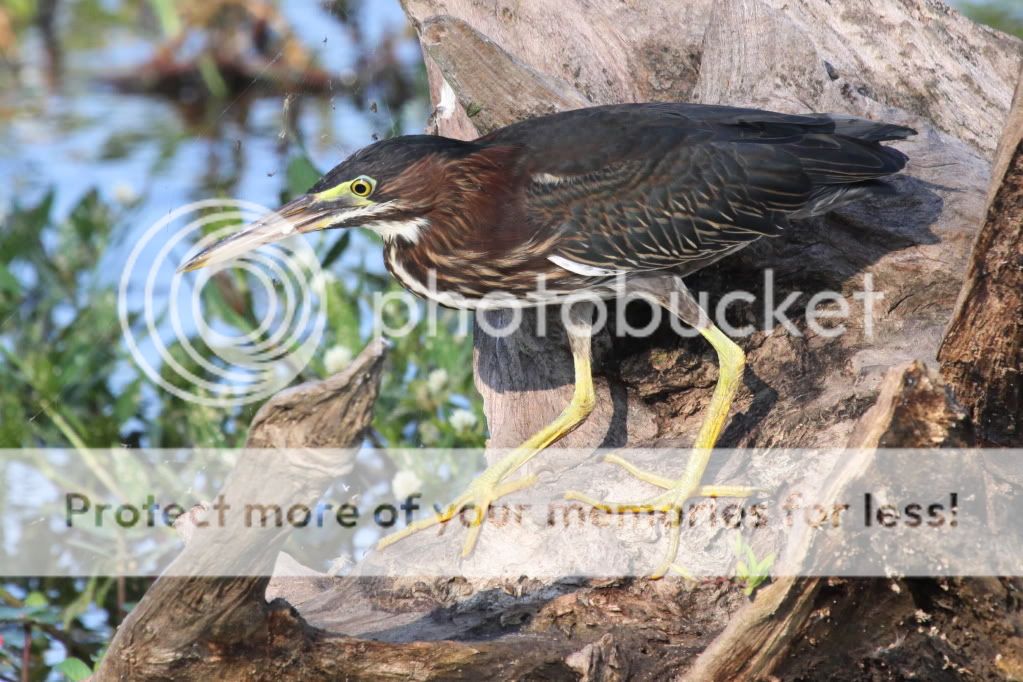 IMAGE: http://i512.photobucket.com/albums/t322/BogiePutt/Greenie06252012230.jpg