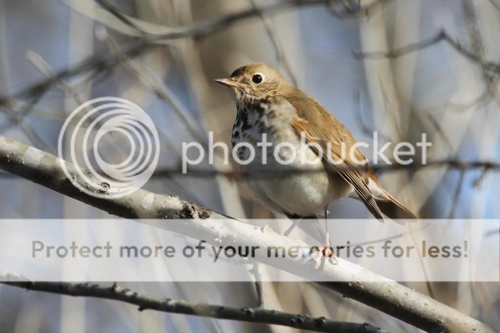 IMAGE: http://i512.photobucket.com/albums/t322/BogiePutt/HermitThrush02072014094_zpsbe597cac.jpg