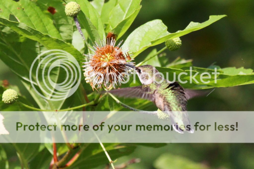 IMAGE: http://i512.photobucket.com/albums/t322/BogiePutt/Hummer08242012099.jpg