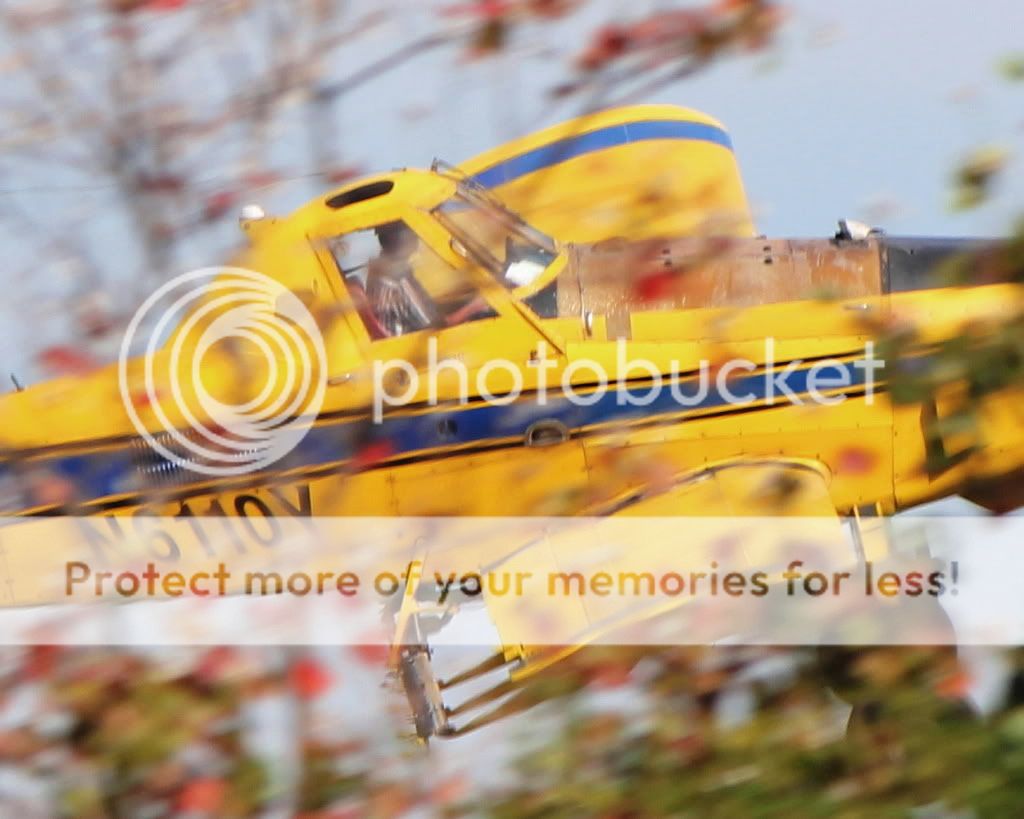 IMAGE: http://i512.photobucket.com/albums/t322/BogiePutt/InTheTrees1.jpg