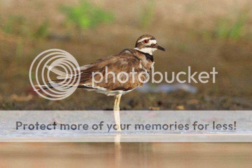 IMAGE: http://i512.photobucket.com/albums/t322/BogiePutt/KD08072012121.jpg