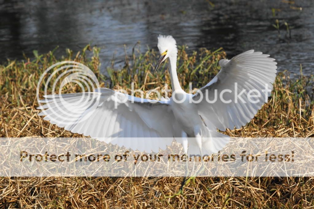 IMAGE: http://i512.photobucket.com/albums/t322/BogiePutt/LBH07072012158.jpg