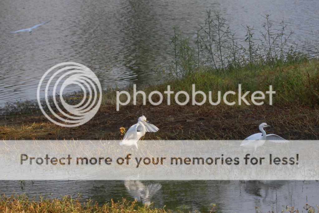 IMAGE: http://i512.photobucket.com/albums/t322/BogiePutt/LBH07072012165.jpg