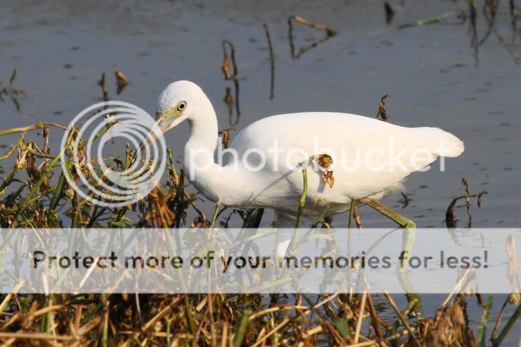 IMAGE: http://i512.photobucket.com/albums/t322/BogiePutt/LBH07072012176.jpg