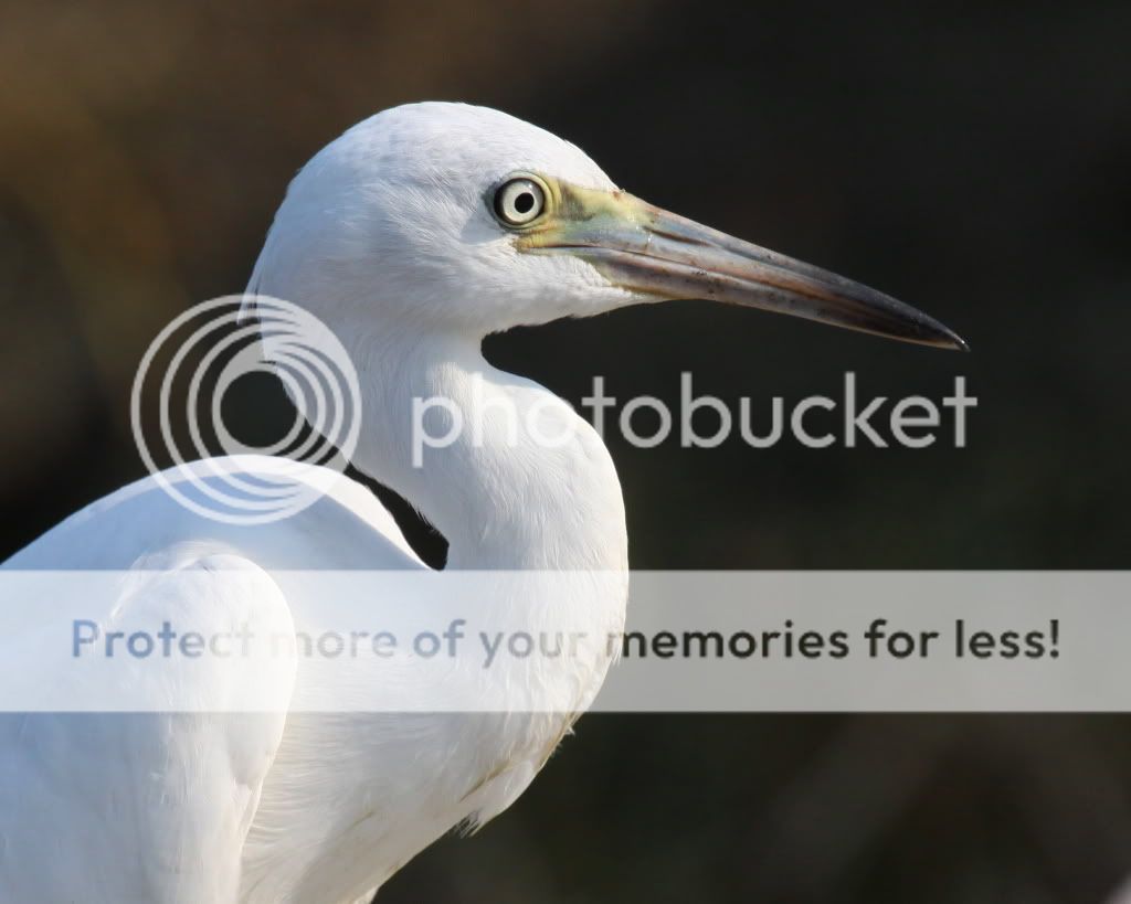 IMAGE: http://i512.photobucket.com/albums/t322/BogiePutt/LBH07072012217.jpg