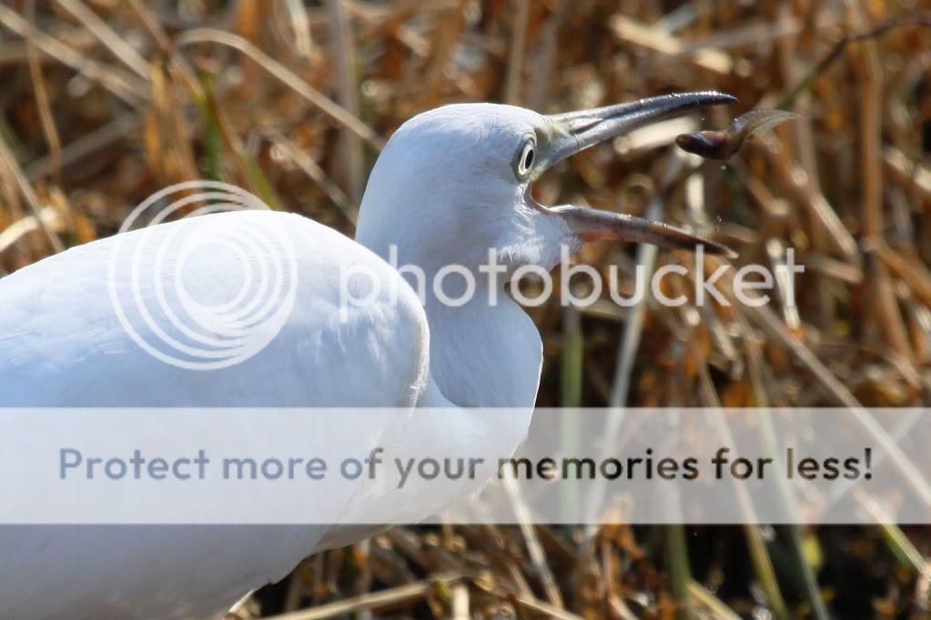 IMAGE: http://i512.photobucket.com/albums/t322/BogiePutt/LBH070720122421.jpg