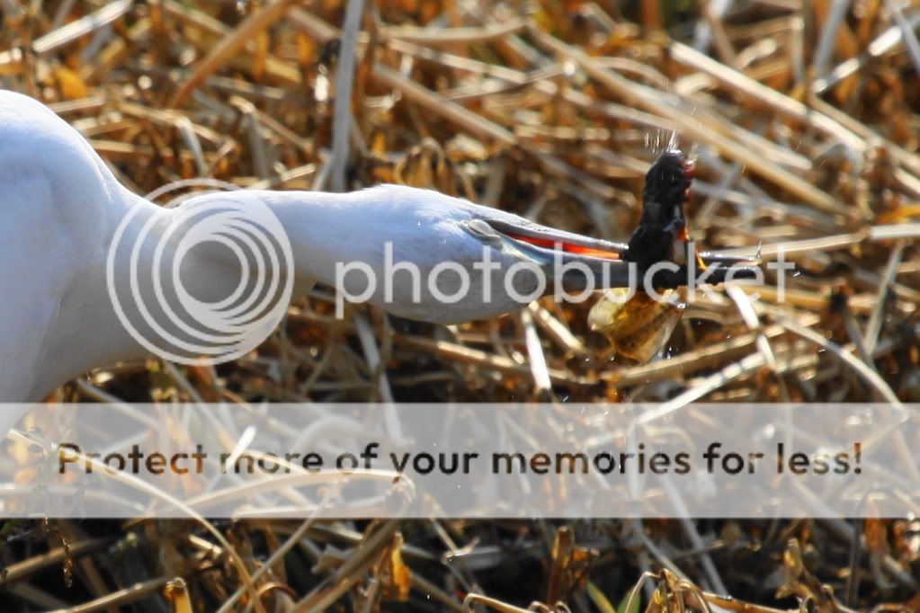 IMAGE: http://i512.photobucket.com/albums/t322/BogiePutt/LBH07072012266.jpg