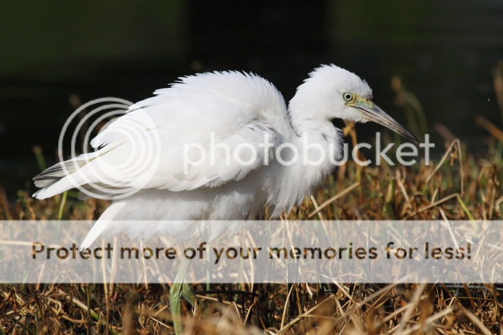 IMAGE: http://i512.photobucket.com/albums/t322/BogiePutt/LBH07072012300.jpg