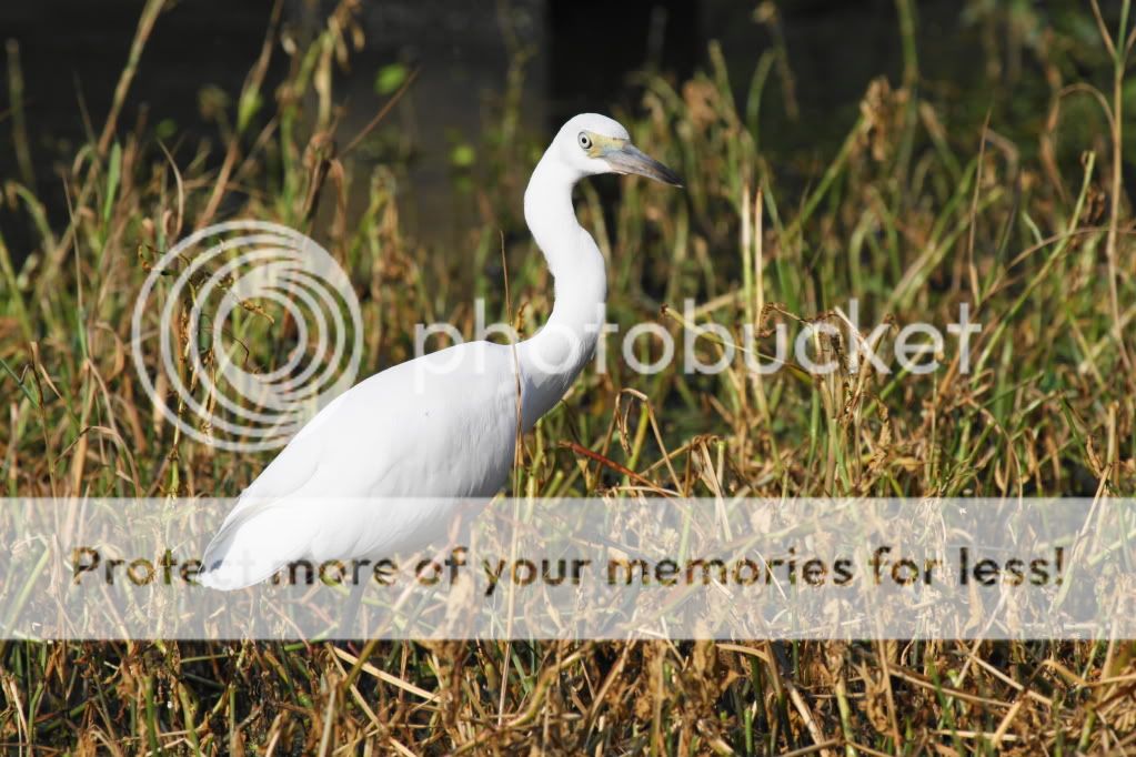 IMAGE: http://i512.photobucket.com/albums/t322/BogiePutt/LBH07072012306.jpg