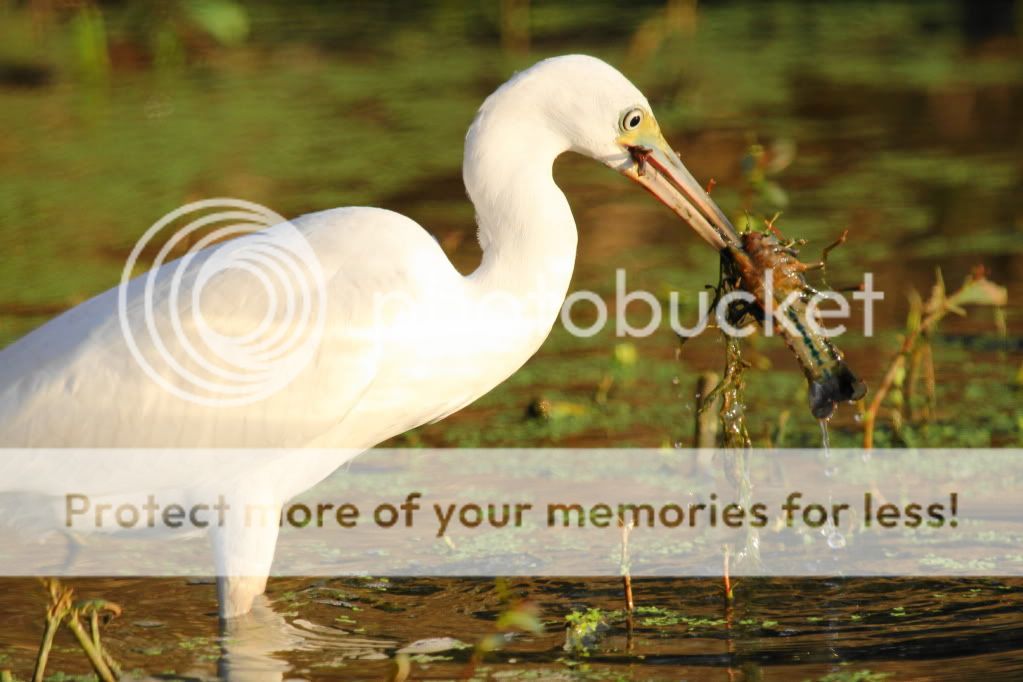 IMAGE: http://i512.photobucket.com/albums/t322/BogiePutt/LBH07142012137.jpg