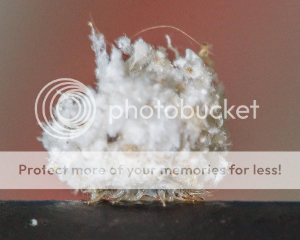 IMAGE: http://i512.photobucket.com/albums/t322/BogiePutt/LacewingLarvae08052014-076_zpsecba819c.jpg