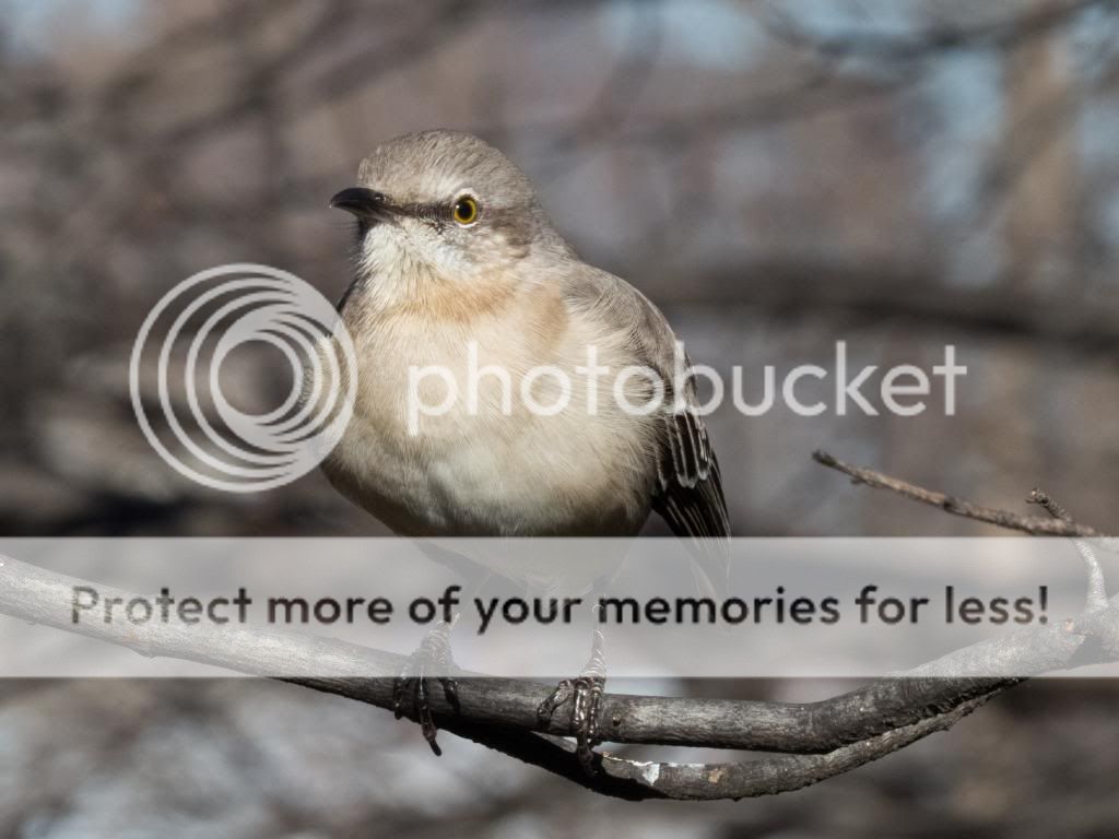 IMAGE: http://i512.photobucket.com/albums/t322/BogiePutt/MB12192013088sx50_zps7d4b513d.jpg