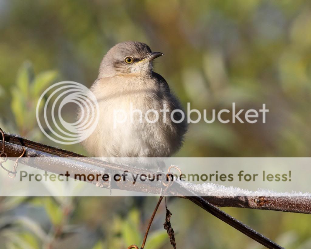 IMAGE: http://i512.photobucket.com/albums/t322/BogiePutt/Mockingbird121120130581_zpse1d89197.jpg