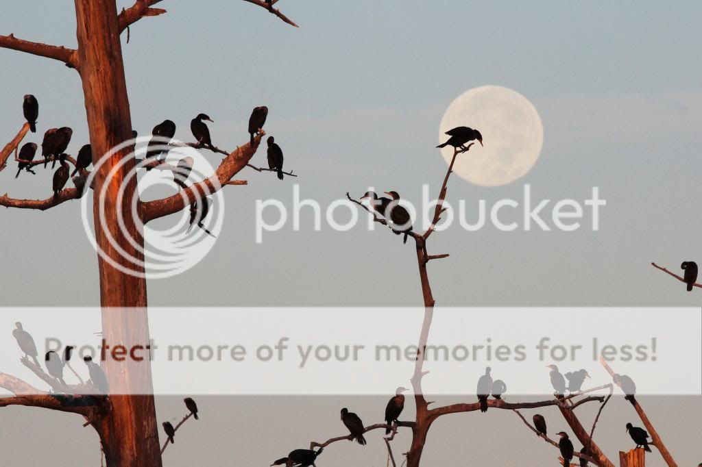 IMAGE: http://i512.photobucket.com/albums/t322/BogiePutt/Moon10302012383.jpg