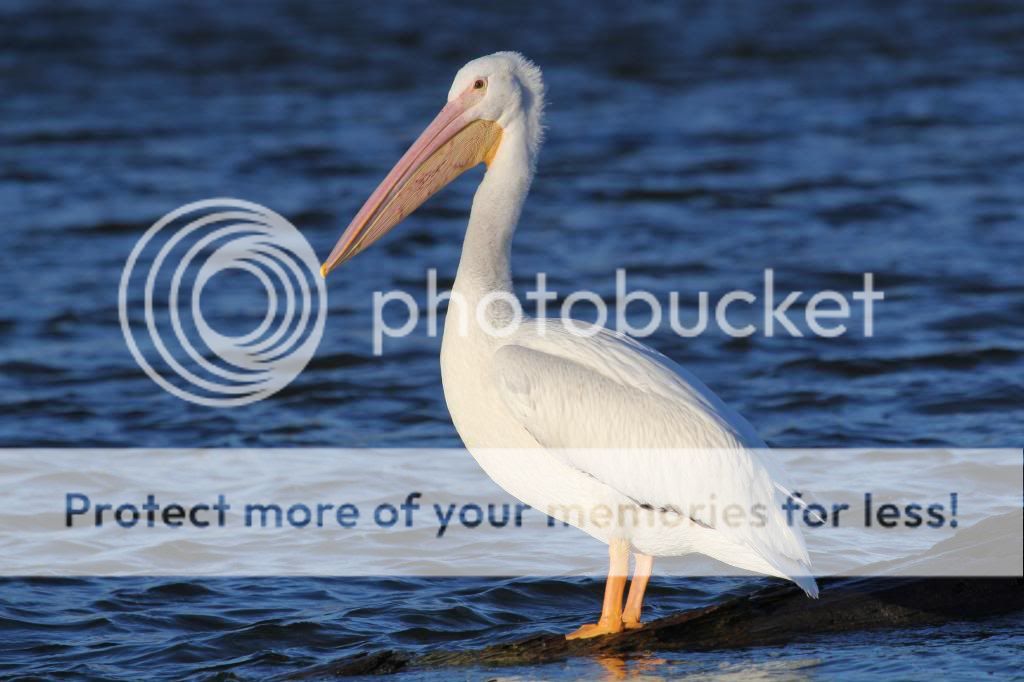 IMAGE: http://i512.photobucket.com/albums/t322/BogiePutt/Pelican12292012199_zps2745fe16.jpg